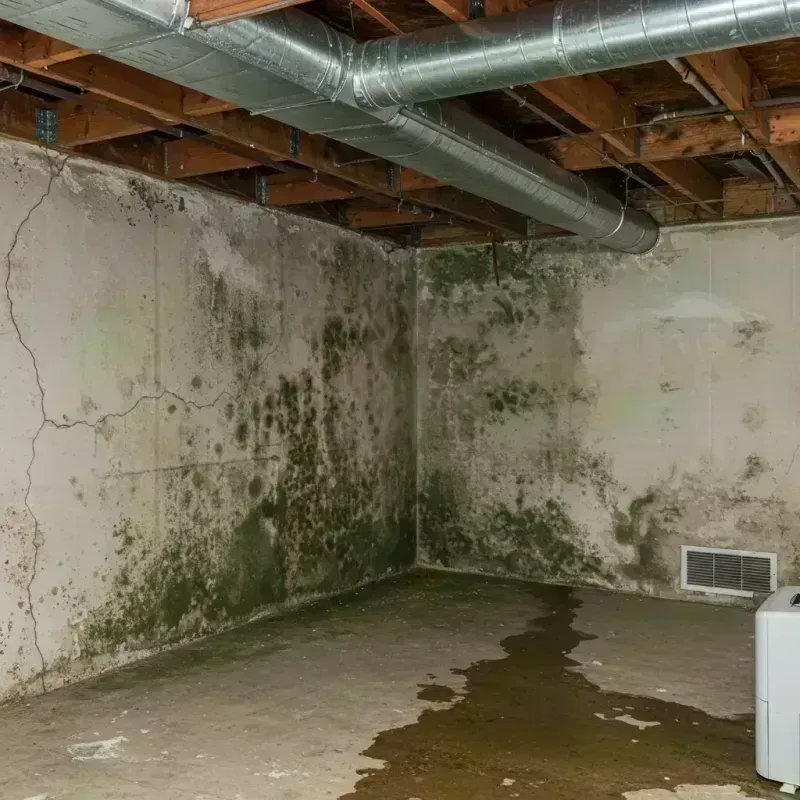 Professional Mold Removal in Buffalo, MO